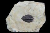 Lemureops Kilbeyi Trilobite - Fillmore Formation, Utah #94745-3
